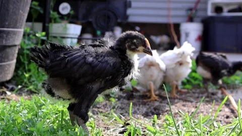 Chick Preening in Slow Motion Stock Footage 274177534