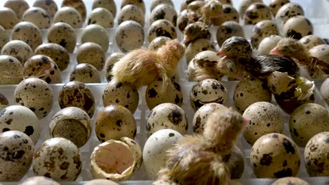 Chick Quail Hatch from Eggs. First Seconds of Life Stock Footage 138530669