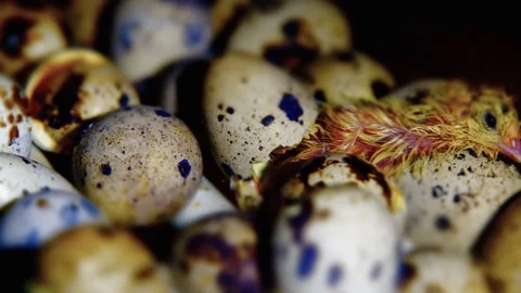 Chick Quail Hatch from Eggs. Timelapse Stock Footage 74169715