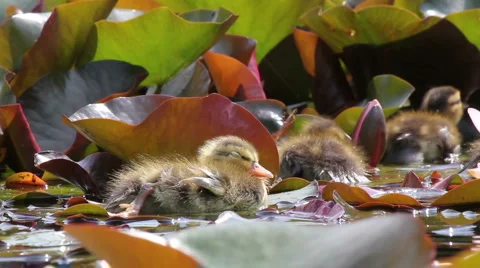 Chick relaxing in the pool Stock Footage 5190169