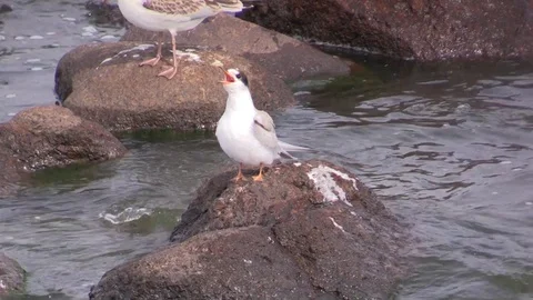 The chick of a river tern asks for food. Sterna hirundo. Stock-Footage 117167715