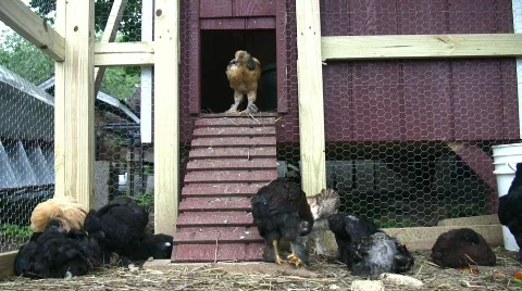 Chick runway Stock Footage 98316