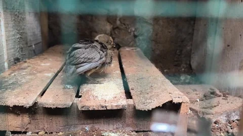 A chick is sick, in the cage Stock Footage 329492577