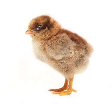 Chick from the side Stock Photos