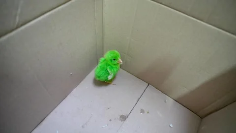 A chick sitting alone in the corner of a cardboard box. Vídeo Stock 336522450