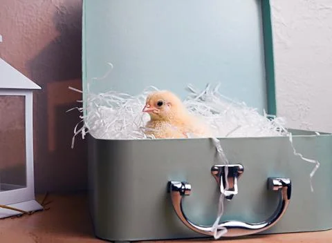 Chick of a small hen on a background of grass Stock Photos