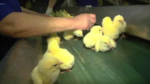 Chick sorting line. Worker checks and rejects chickens. Stock Footage 122625970