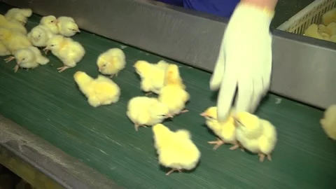 Chick sorting line. Worker checks and rejects chickens Video stock 122625974