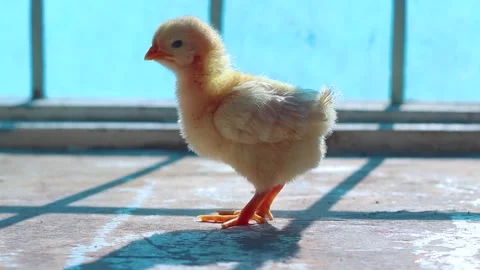 The Chick Is Standing In Front Of The Window Stock Footage 233859084