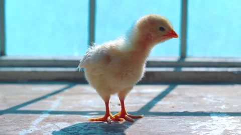 The Chick Is Standing In Front Of The Window Stock Footage 233859512