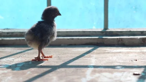 The Chick Is Standing In Front Of The Window Stock Footage 233860168