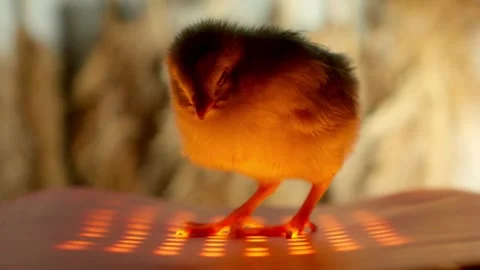 A Chick Standing on a Warm Heated Surface Surrounded by Soft Glow Effects and Stock Footage 308325578
