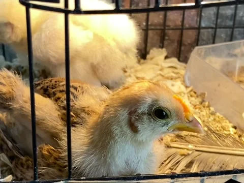 A chick staring from the cage Stock Footage 321801061