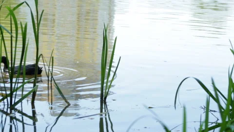 Chick swims Stock Footage 120688457