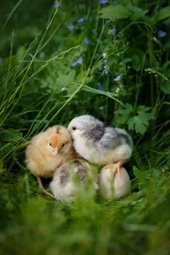 Chick telling secret with egg in easter 스톡 사진