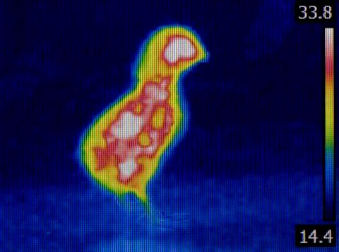 Chick Thermal Imaging Stock Photos