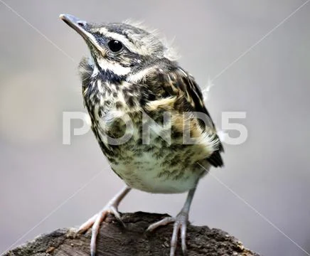 Chick of the thrush, Fieldfare Stock Photos