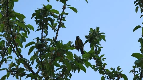 A chick of a tit found a worm. 動画素材 242927069