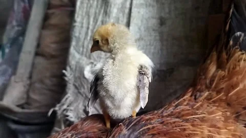 The chick is on top of the mother Stock Footage 219288421