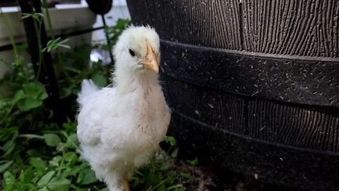 Chick in Tranquil Stance (Slow Motion) Stock Footage 274177508