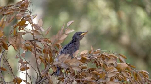A chick in a tree, a little bird learns to fly. Stock Photos