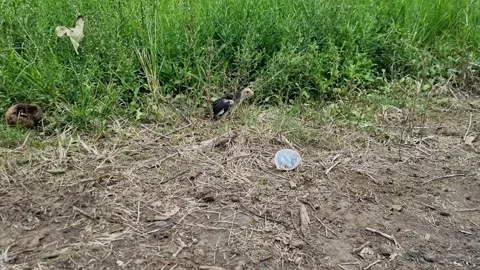 A chick walking on the ground Stock Footage 219713242