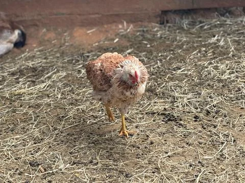 Chick Walking in Manure Stock Photos