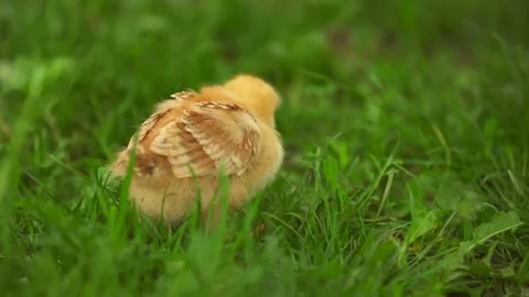 Chick walks on the lawn Stock Footage 130393170