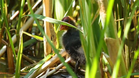 Chick washes Video stock 91786211