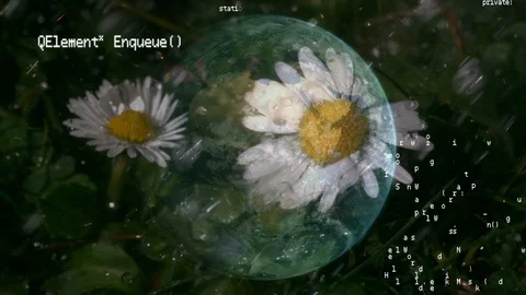 Chick weed flower under the rain Video stock 107642425