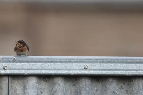 Chick welcome swallow. Foto stock