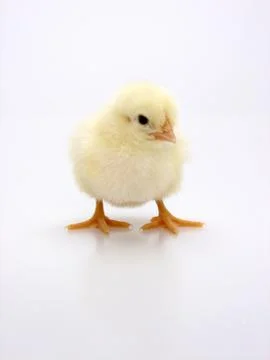Chick on a white background Foto stock