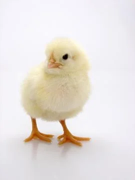 Chick on a white background Stock Photos