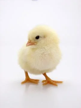 Chick on a white background Foto stock