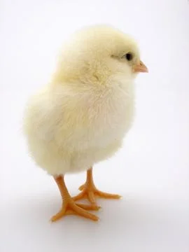 Chick on a white background Foto stock