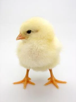 Chick on a white background Stock Photos