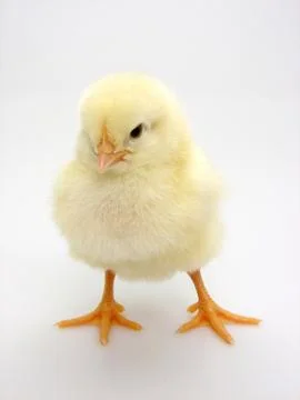 Chick on a white background Foto stock