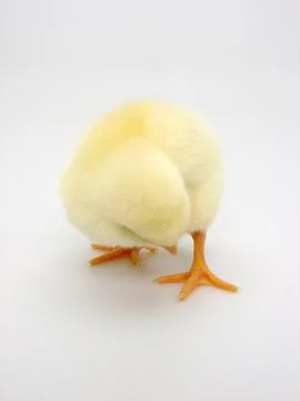 Chick on a white background Foto stock
