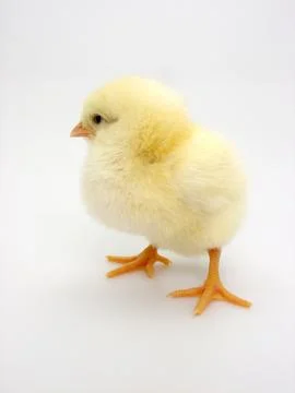 Chick on a white background Foto stock