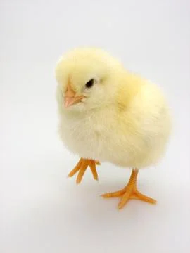 Chick on a white background Foto stock