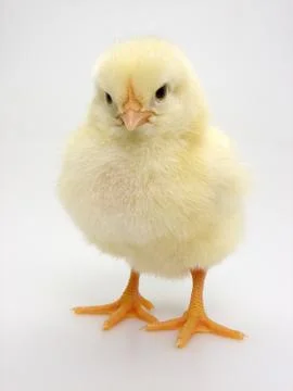 Chick on a white background Stock Photos