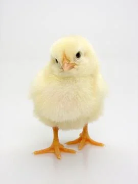 Chick on a white background Stock Photos