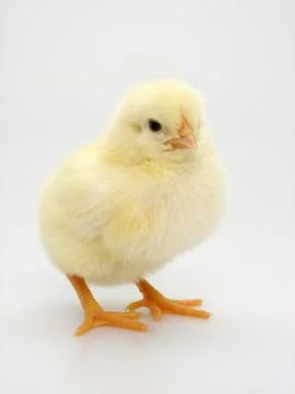 Chick on a white background Foto stock
