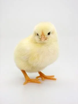 Chick on a white background Foto stock
