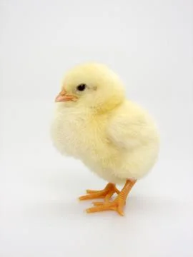 Chick on a white background Foto stock