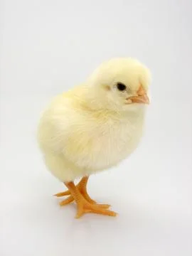 Chick on a white background Foto stock