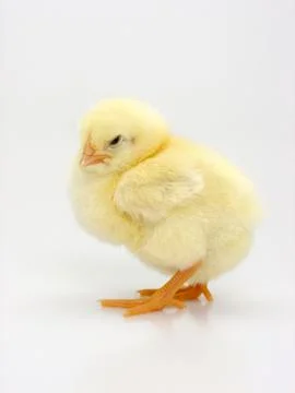 Chick on a white background Foto stock