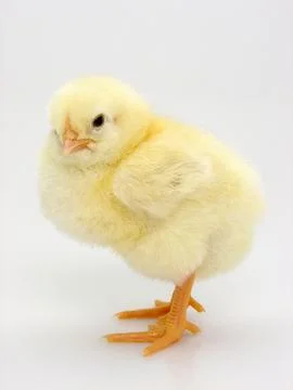 Chick on a white background Foto stock