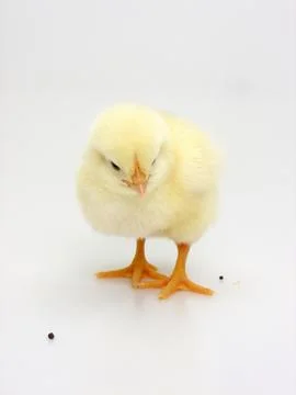 Chick on a white background Foto stock
