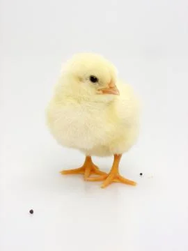 Chick on a white background Foto stock